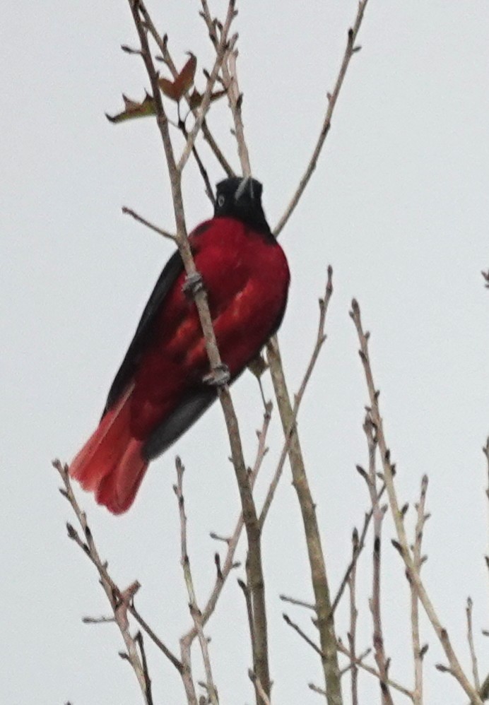 Maroon Oriole - ML647276155