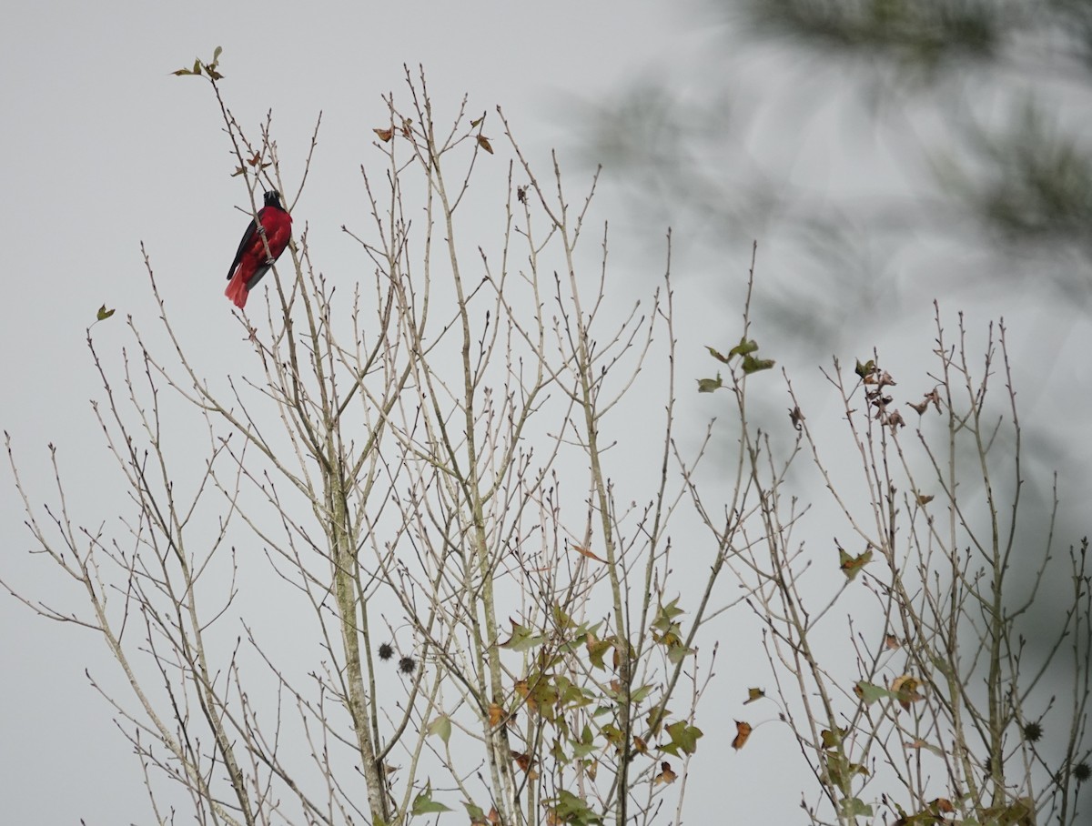 Maroon Oriole - ML647276156