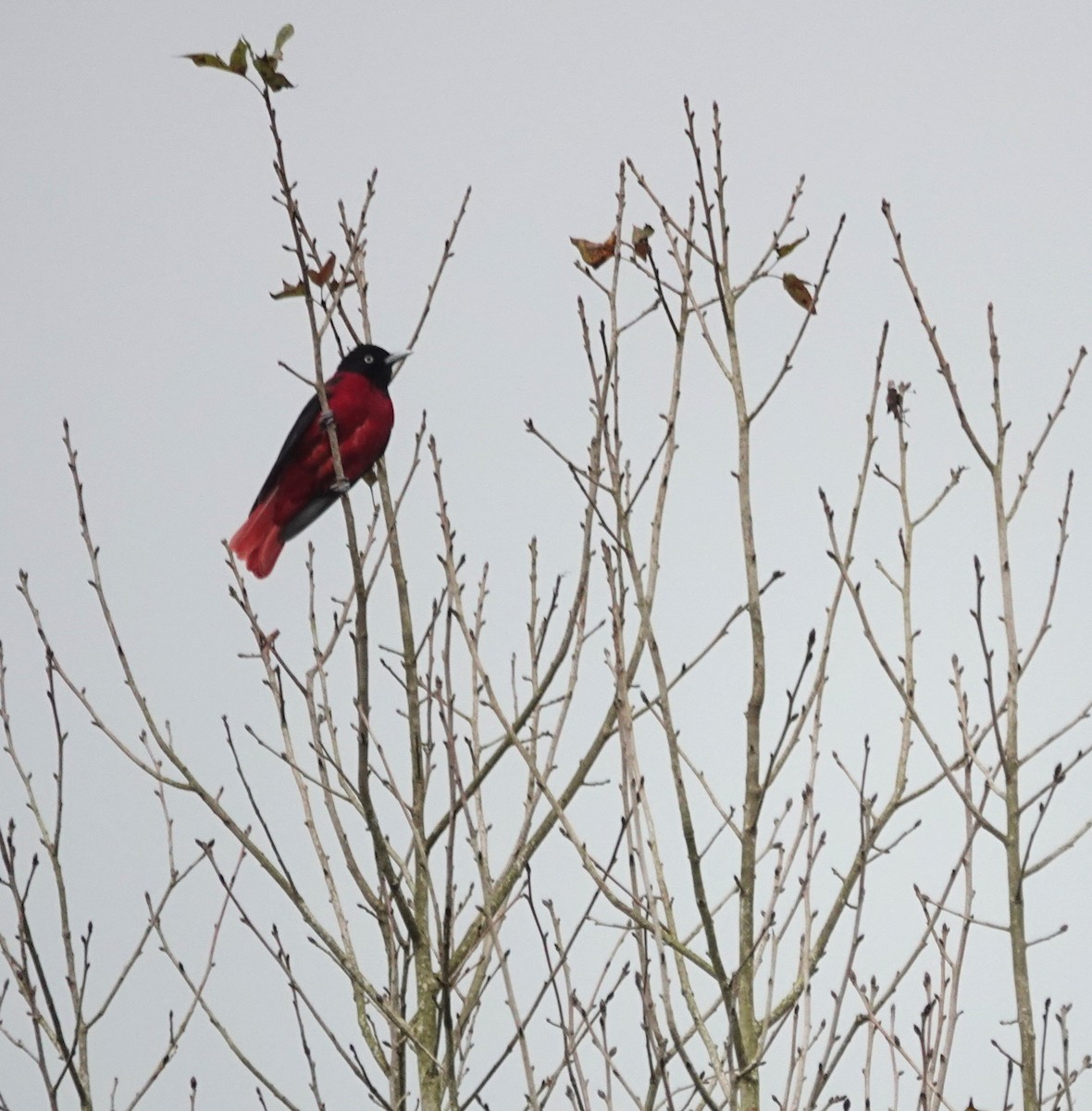 Maroon Oriole - ML647276157