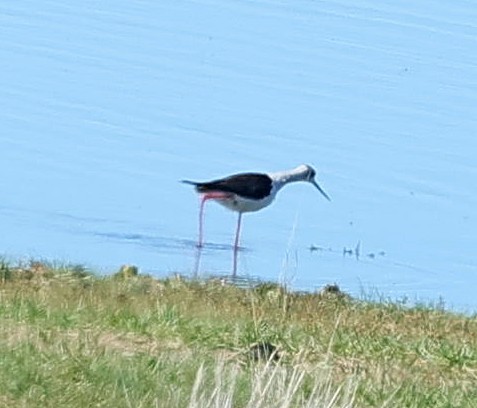 Black-winged Stilt - ML647276161