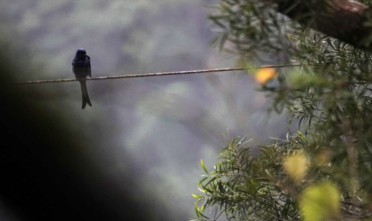 Bronzed Drongo - ML647276185