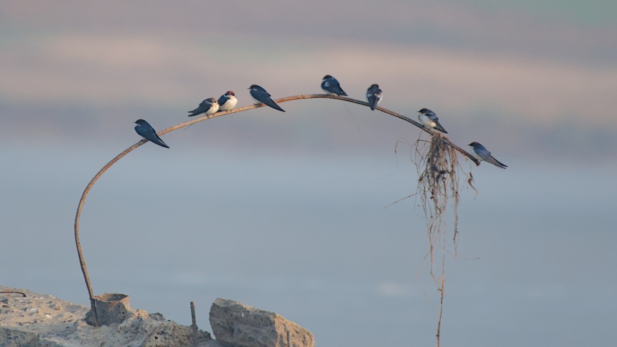 Wire-tailed Swallow - ML647276189