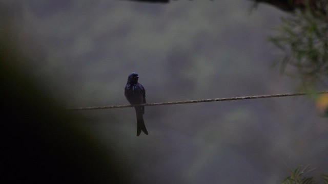 drongo indomalajský - ML647276190