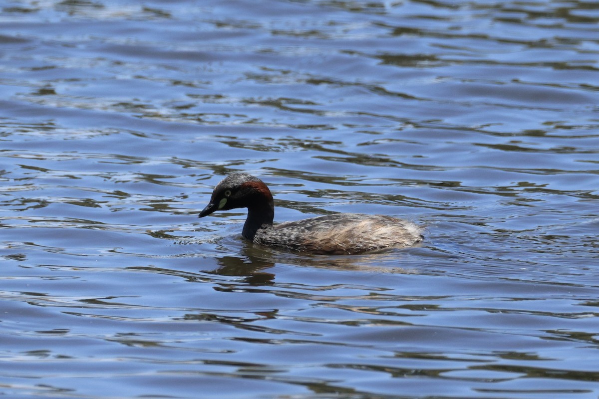 Australasian Grebe - ML647276191