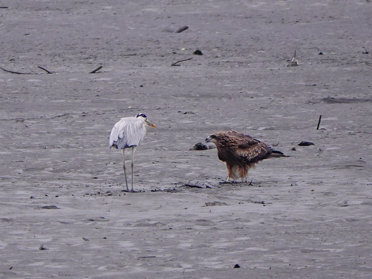 Black Kite - ML647276194