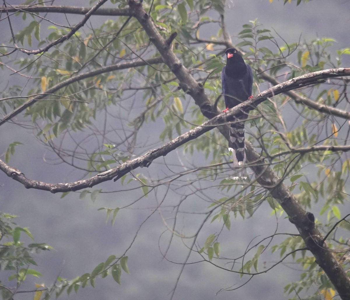Taiwan Blue-Magpie - ML647276195