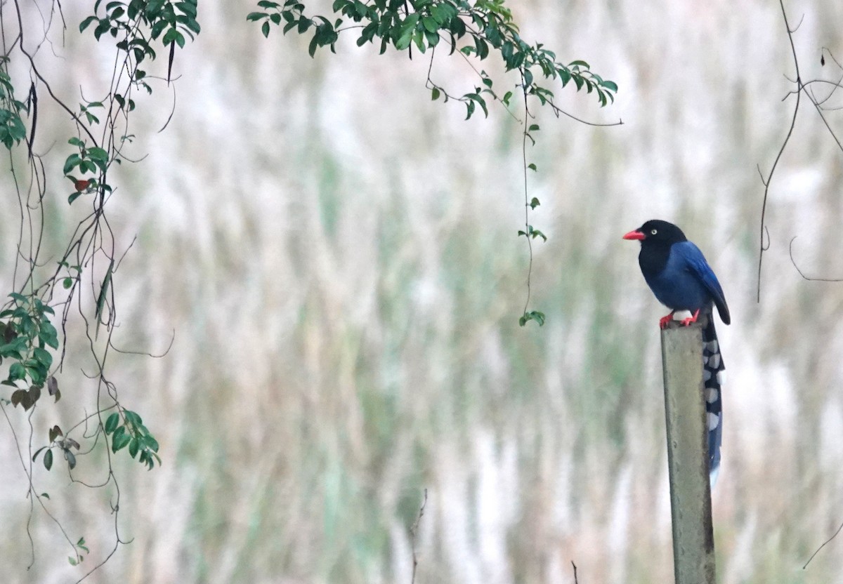 Taiwan Blue-Magpie - ML647276196