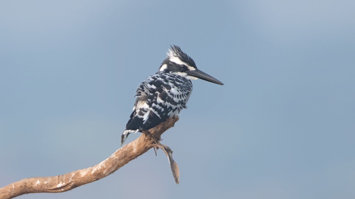 Pied Kingfisher - ML647276197