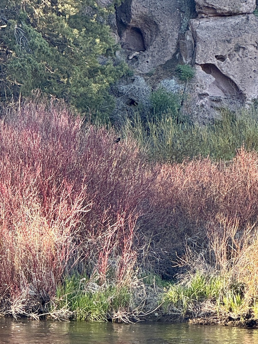 Red-winged Blackbird - ML647276201