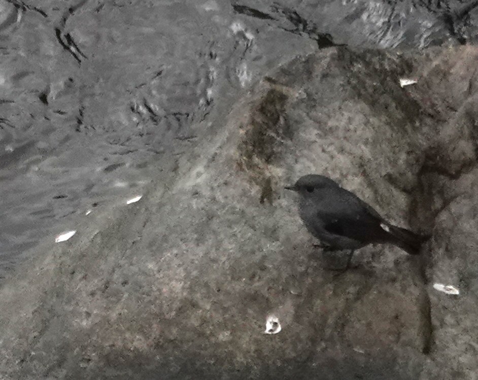 Plumbeous Redstart - ML647276207