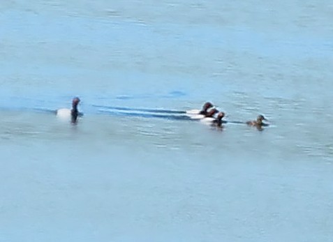 taffeland - ML647276208