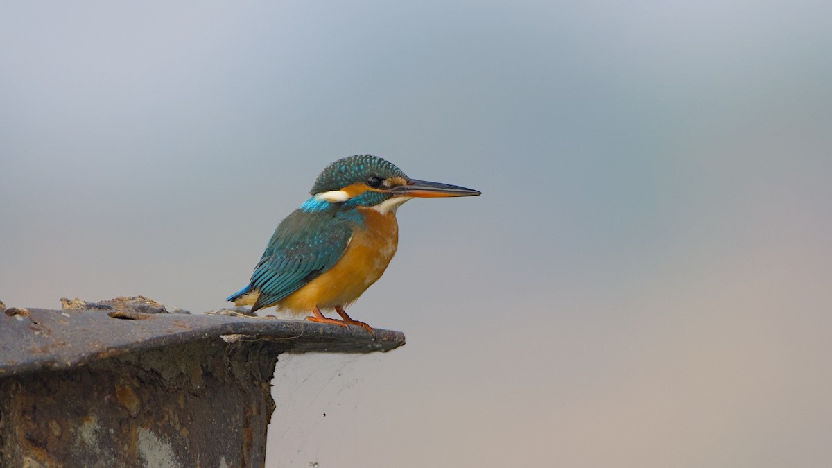 Common Kingfisher - ML647276210