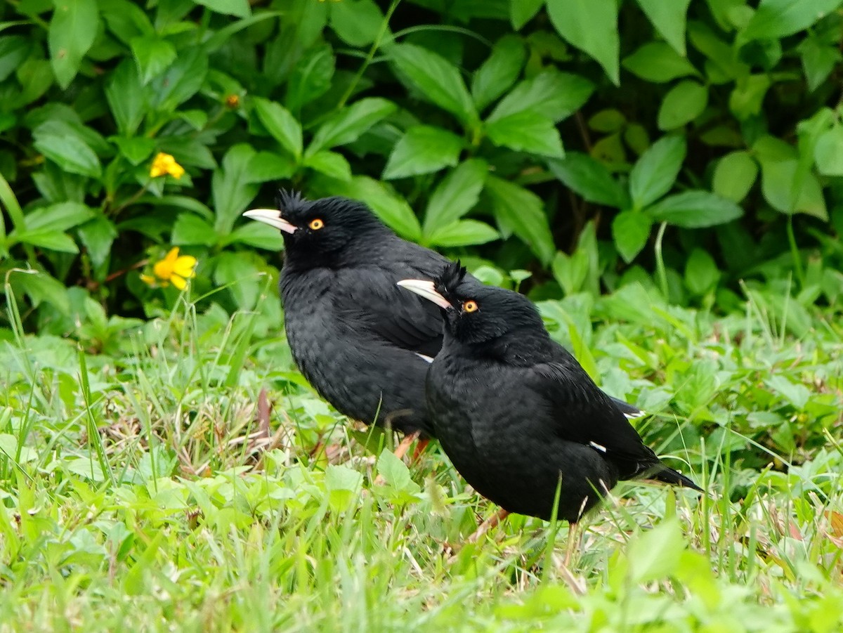 Crested Myna - ML647276212