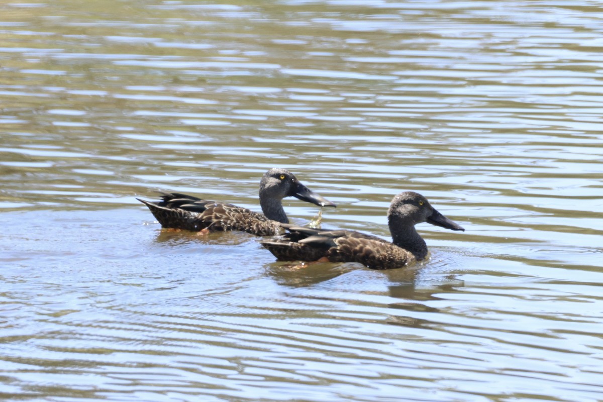 Australasian Shoveler - ML647276213