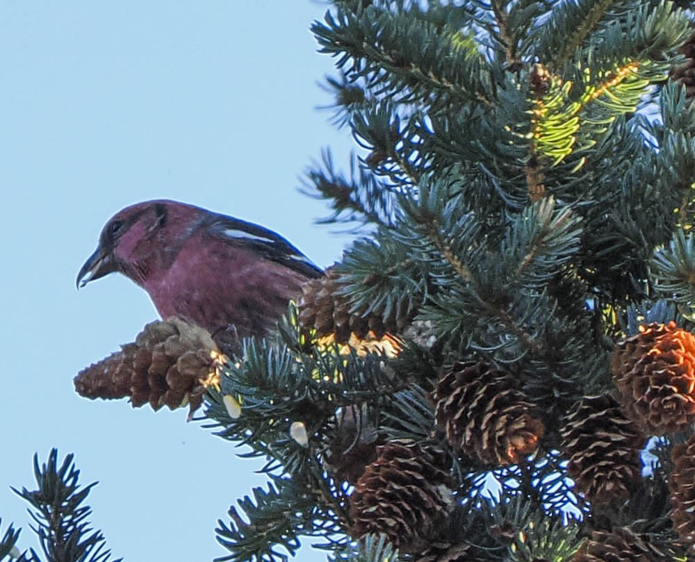 Ak Kanatlı Çaprazgaga - ML647276215