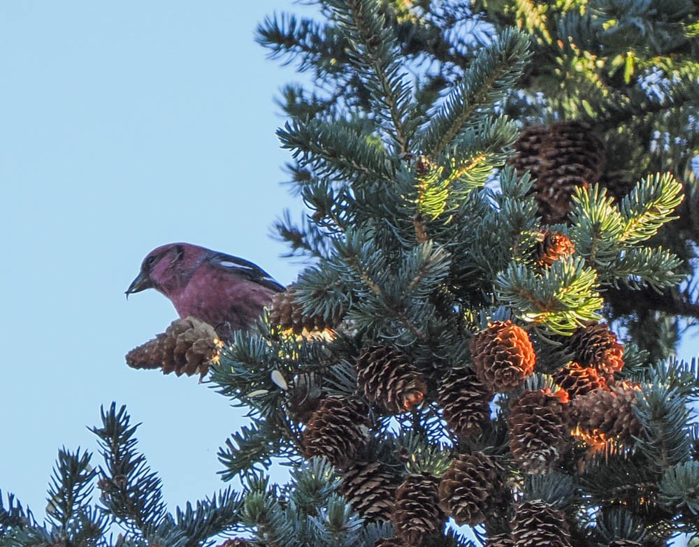 Ak Kanatlı Çaprazgaga - ML647276216