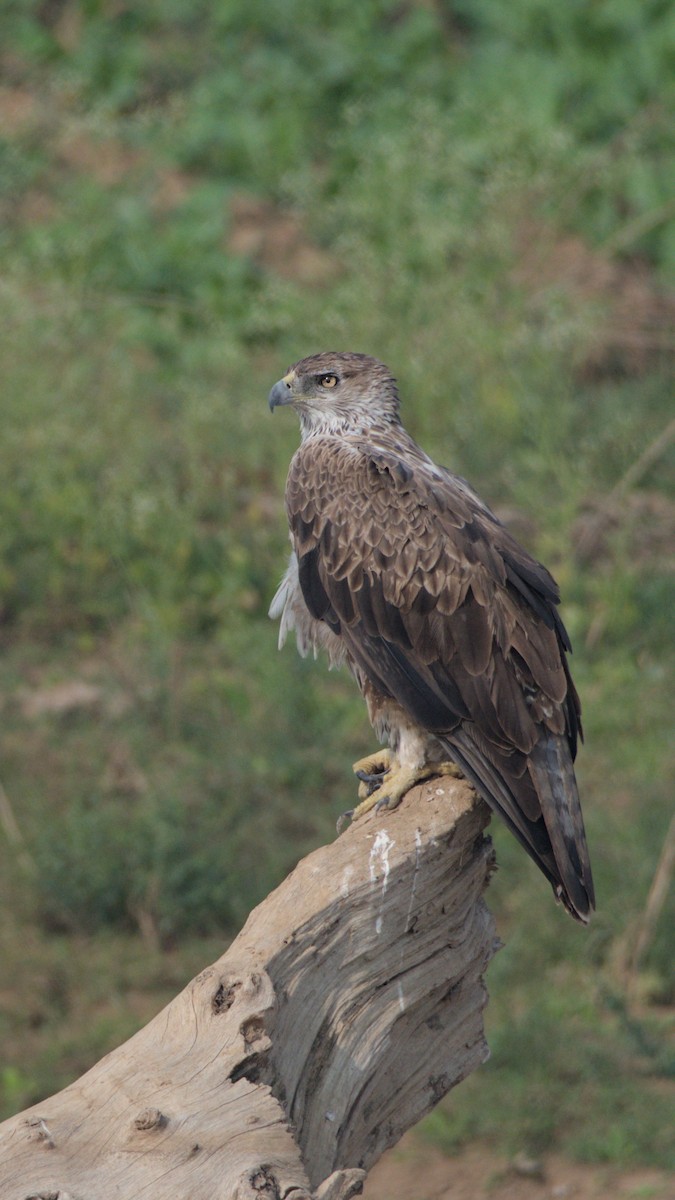 Bonelli's Eagle - ML647276217