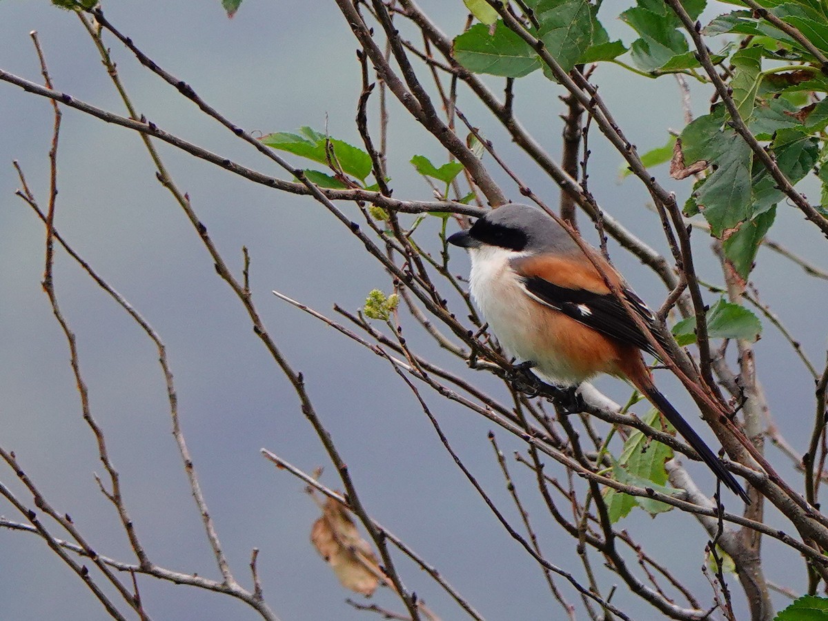 Long-tailed Shrike - ML647276219