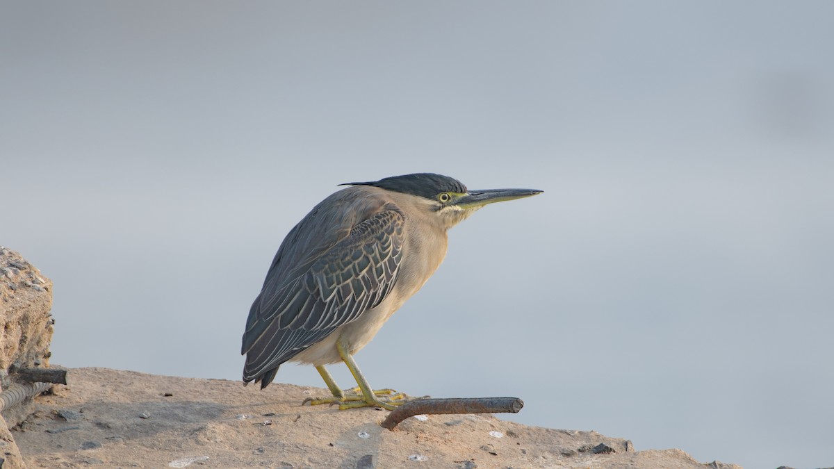 Little Heron - ML647276222