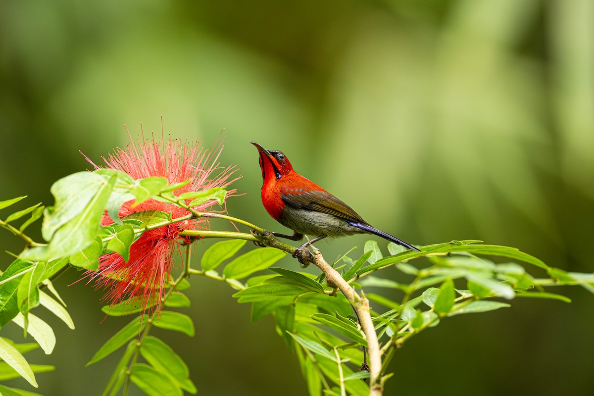 Crimson Sunbird - ML647276223