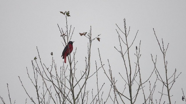 Maroon Oriole - ML647276226