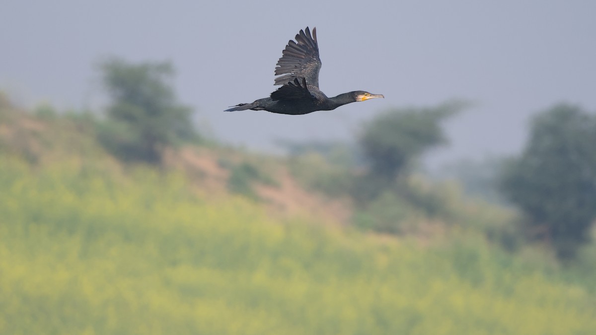 Great Cormorant - ML647276227