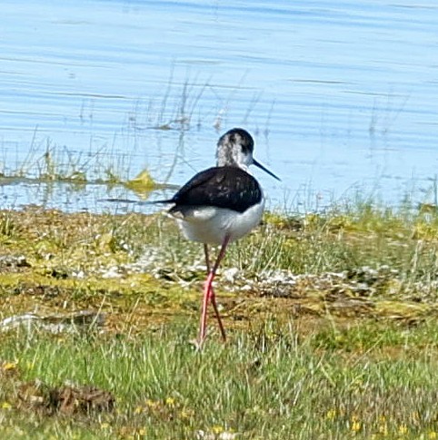 Black-winged Stilt - ML647276228