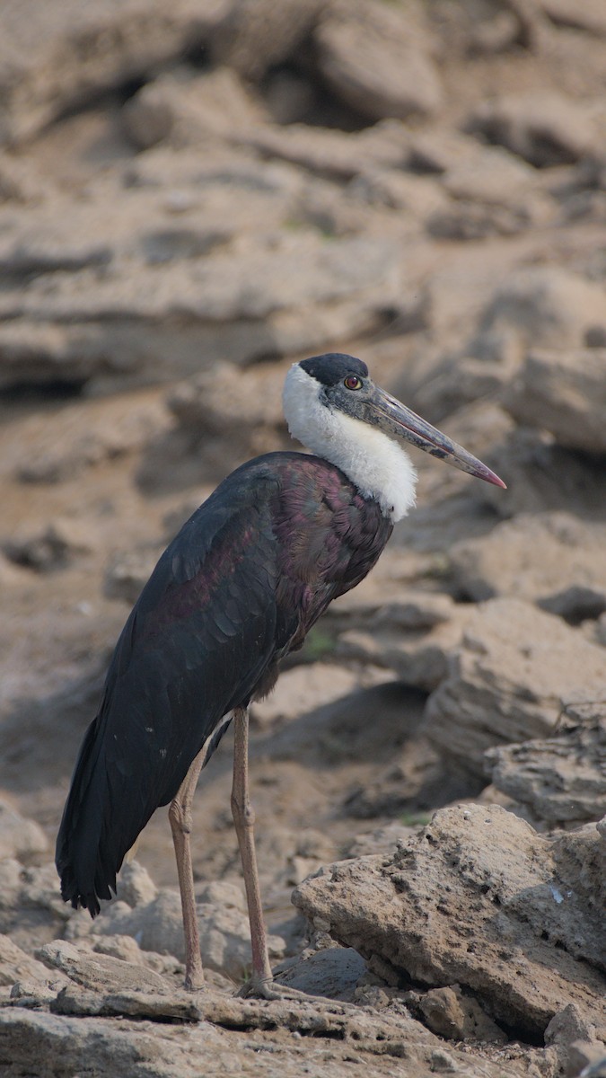 Asian Woolly-necked Stork - ML647276230