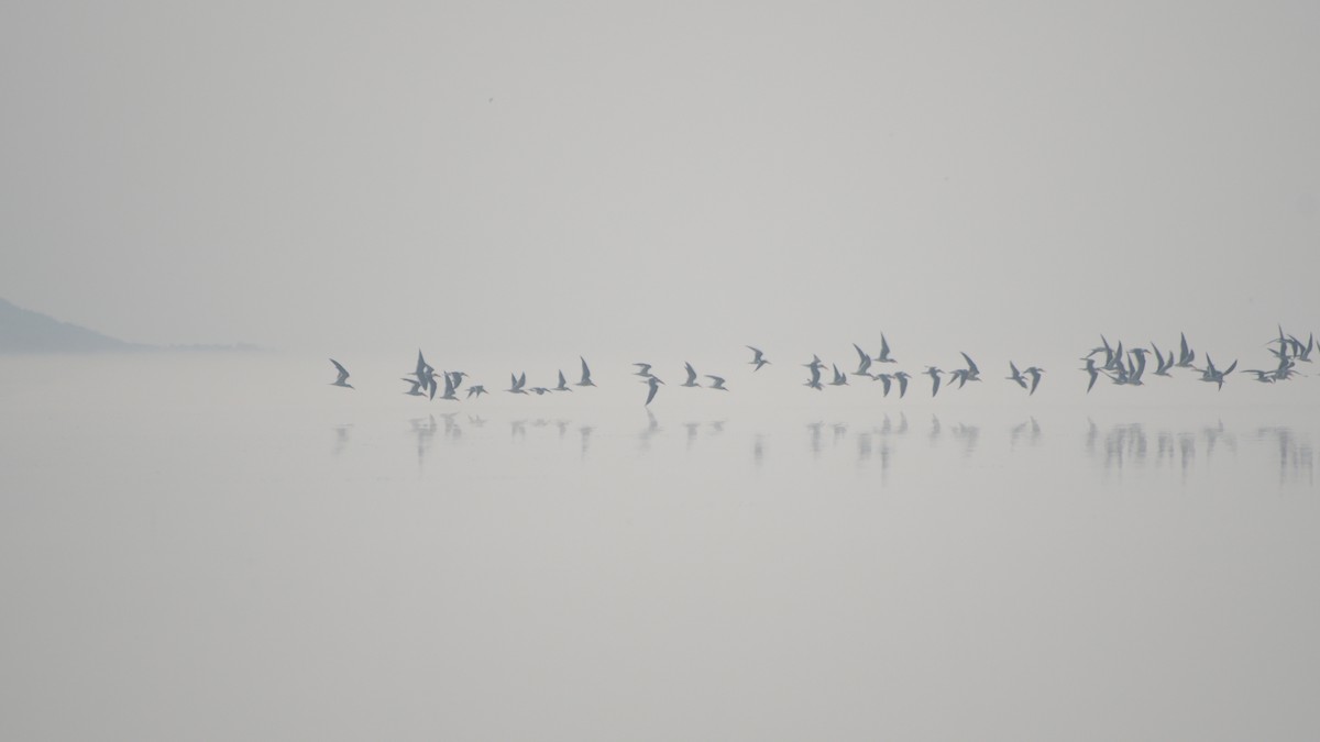 Indian Skimmer - ML647276234