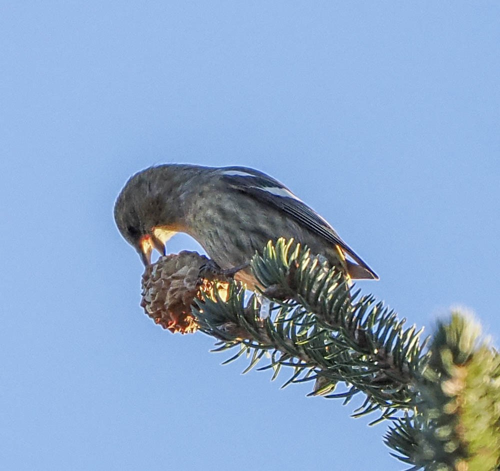 Ak Kanatlı Çaprazgaga - ML647276240