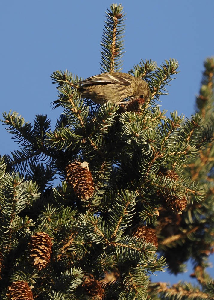 Ak Kanatlı Çaprazgaga - ML647276241