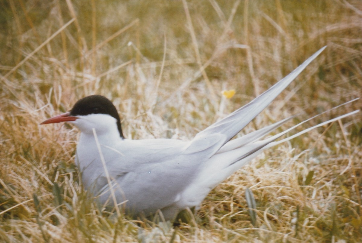Arctic Tern - ML647276243