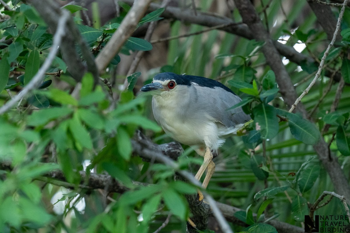 Ногоовор зашин - ML647276245