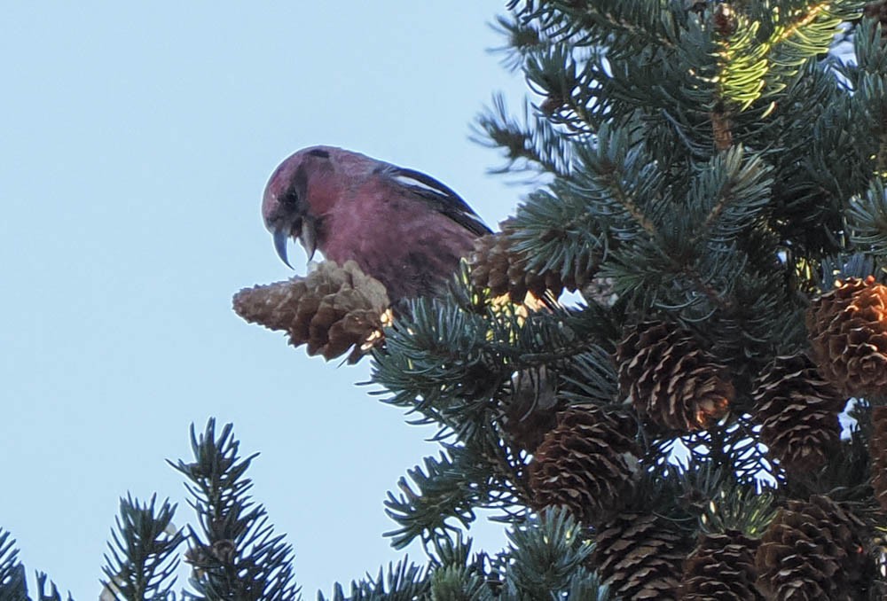 Ak Kanatlı Çaprazgaga - ML647276248