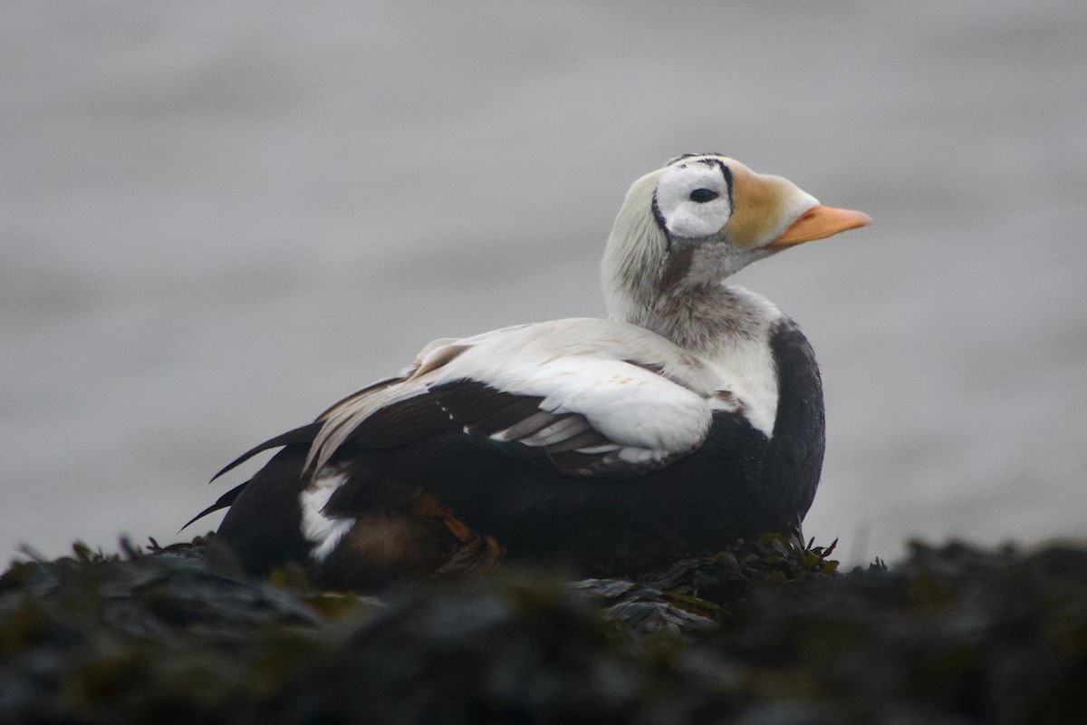 Spectacled Eider - ML647276257