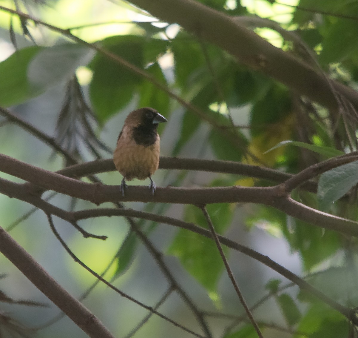 Black-throated Munia - ML647276258
