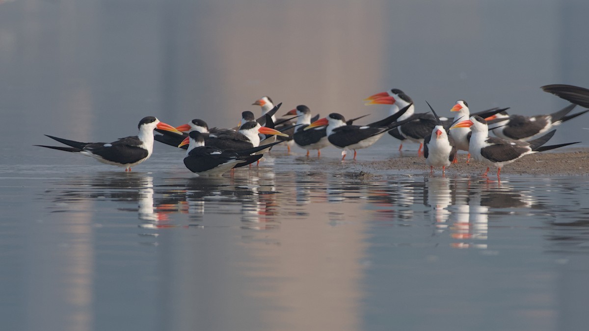 Indian Skimmer - ML647276260