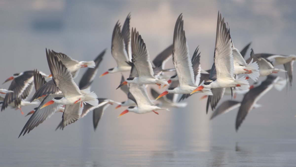 Indian Skimmer - ML647276261