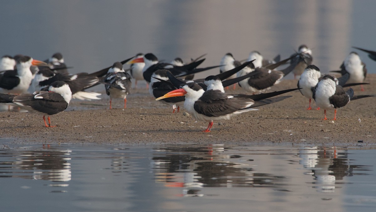 Indian Skimmer - ML647276263