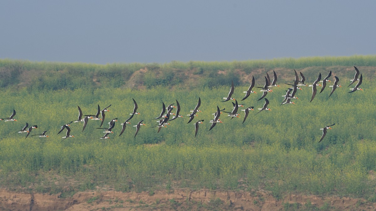 Indian Skimmer - ML647276264