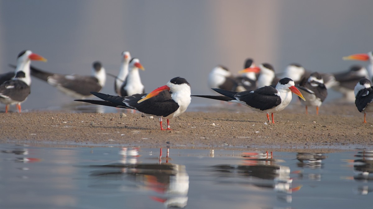 Indian Skimmer - ML647276265