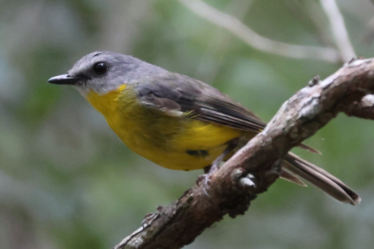 Eastern Yellow Robin - ML647276267