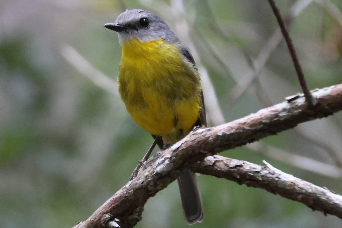 Eastern Yellow Robin - ML647276268