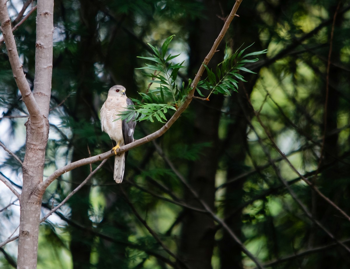 Shikra - ML647276269