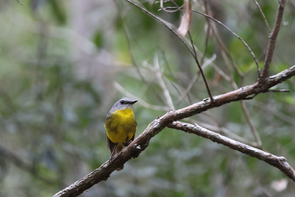Eastern Yellow Robin - ML647276272