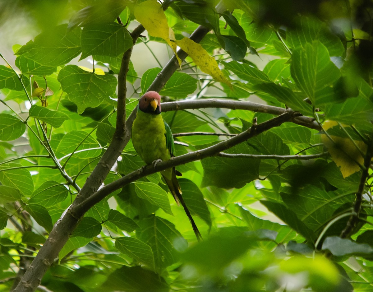 Plum-headed Parakeet - ML647276273