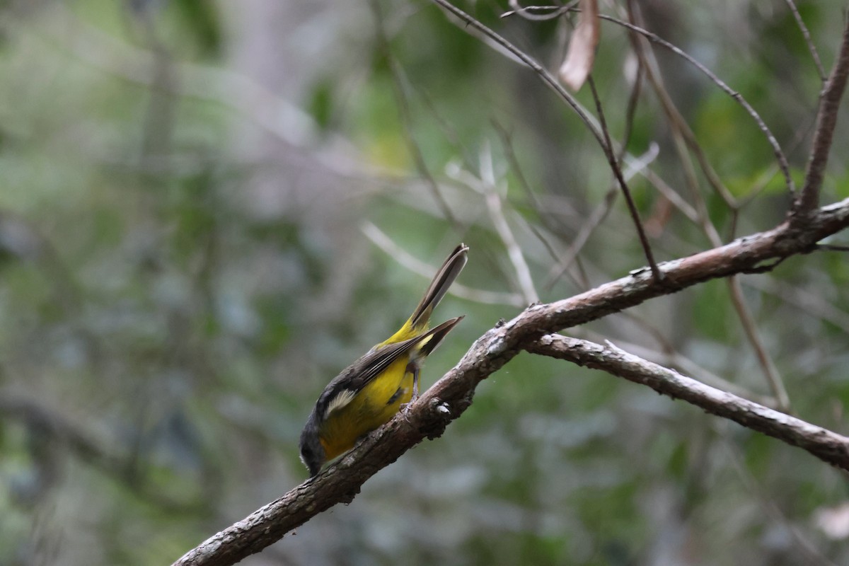Eastern Yellow Robin - ML647276274