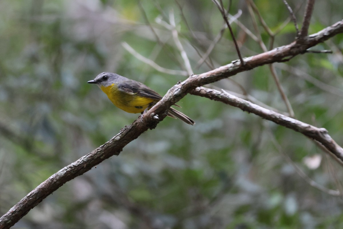 Eastern Yellow Robin - ML647276275