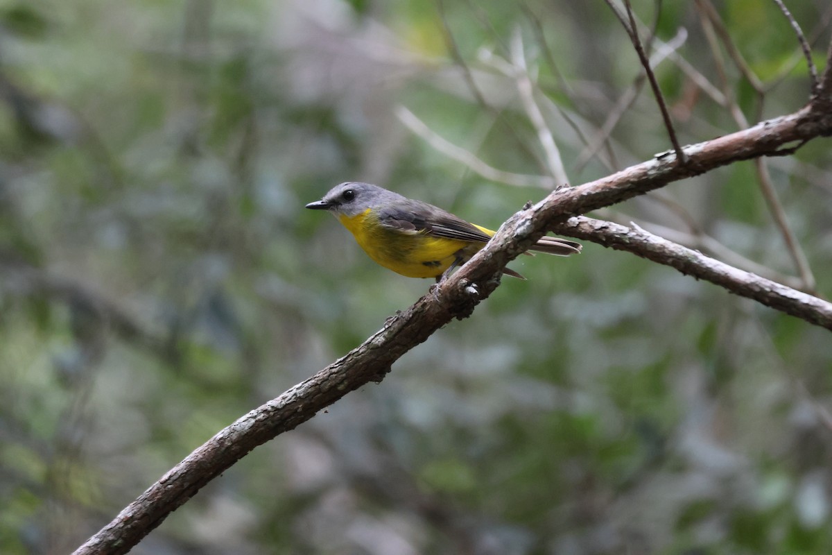 Eastern Yellow Robin - ML647276276