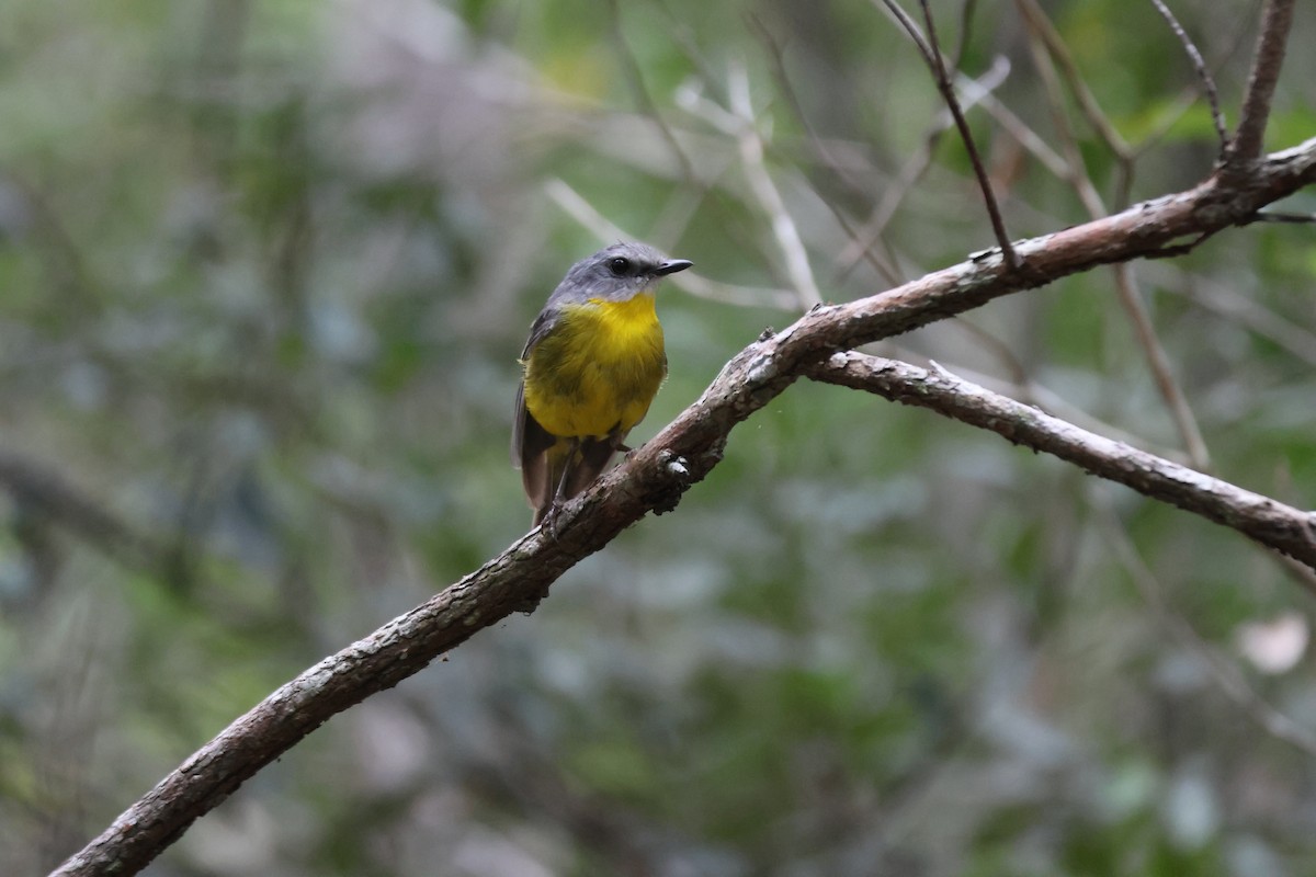Eastern Yellow Robin - ML647276277